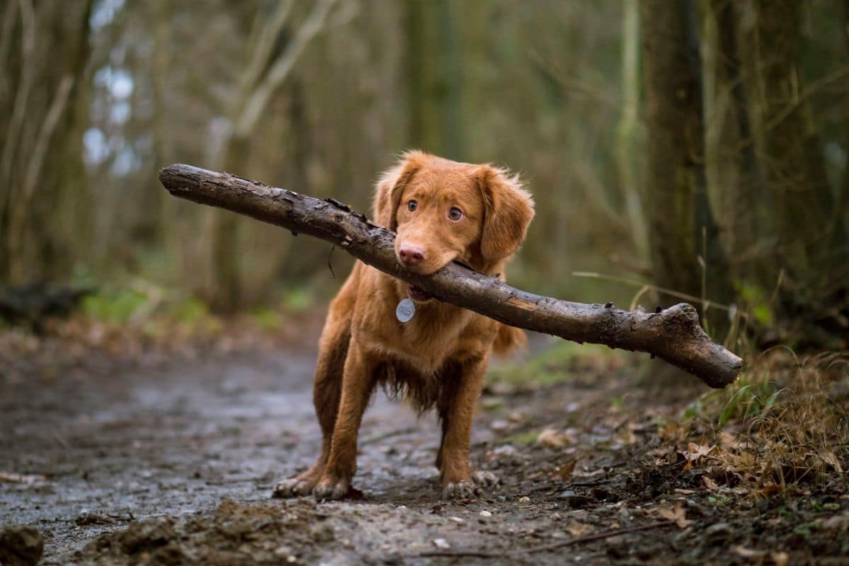 Transform Your Pup Into a Four-Legged Action Hero: The Tactical Dog Harness You Didn’t Know You Needed