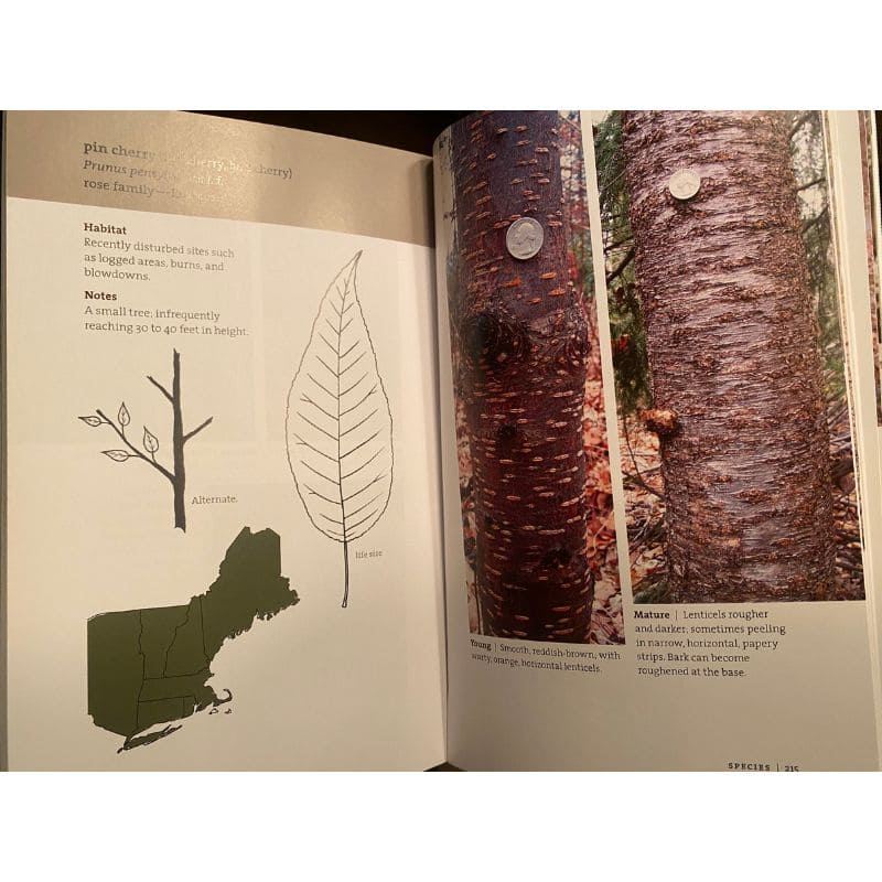 Bark: A Field Guide to Trees of the Northeast