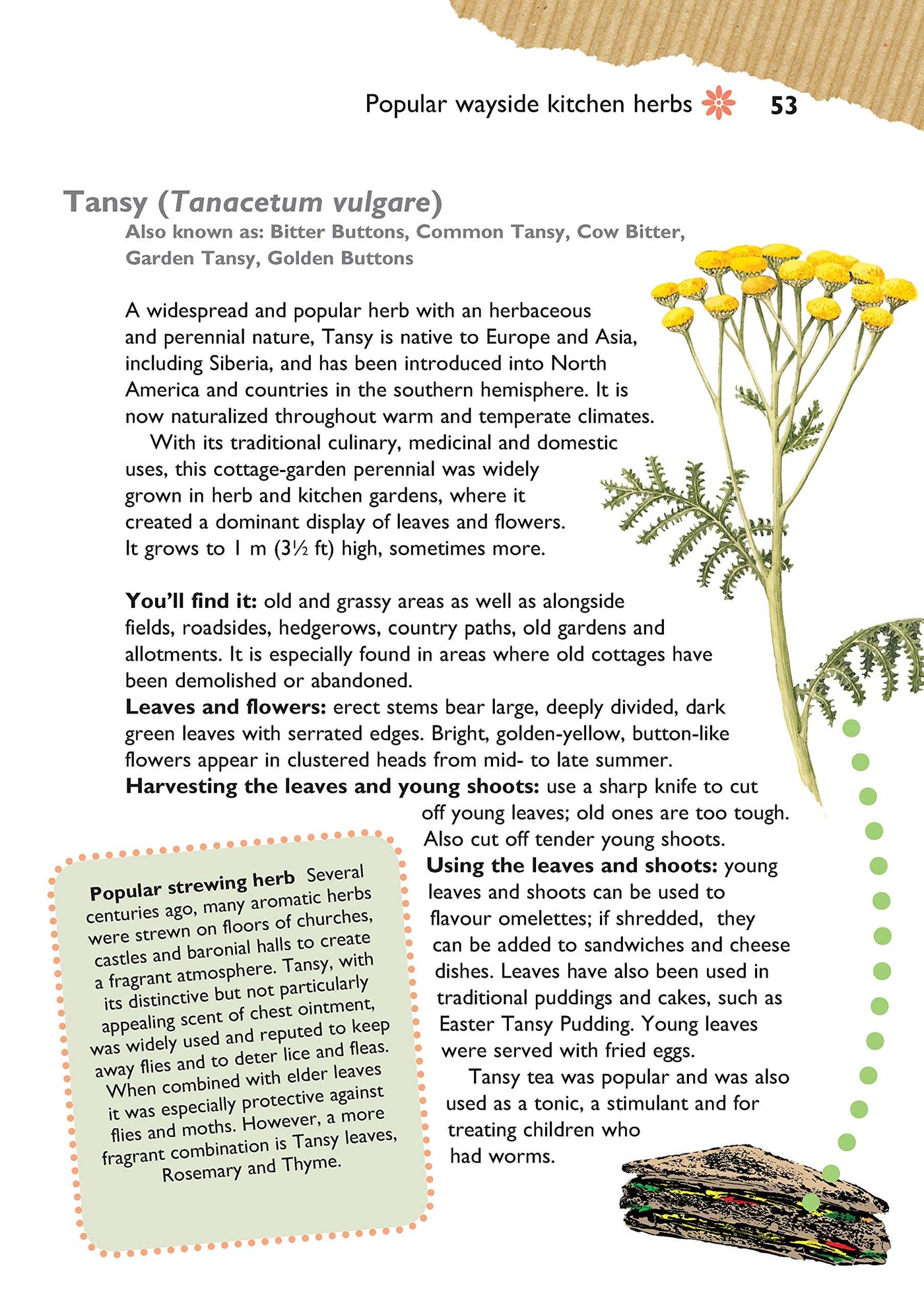 Self-Sufficiency Foraging For Wild Foods Guide