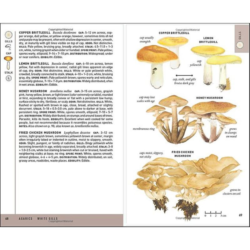 Peterson Field Guide To Mushrooms Of North America