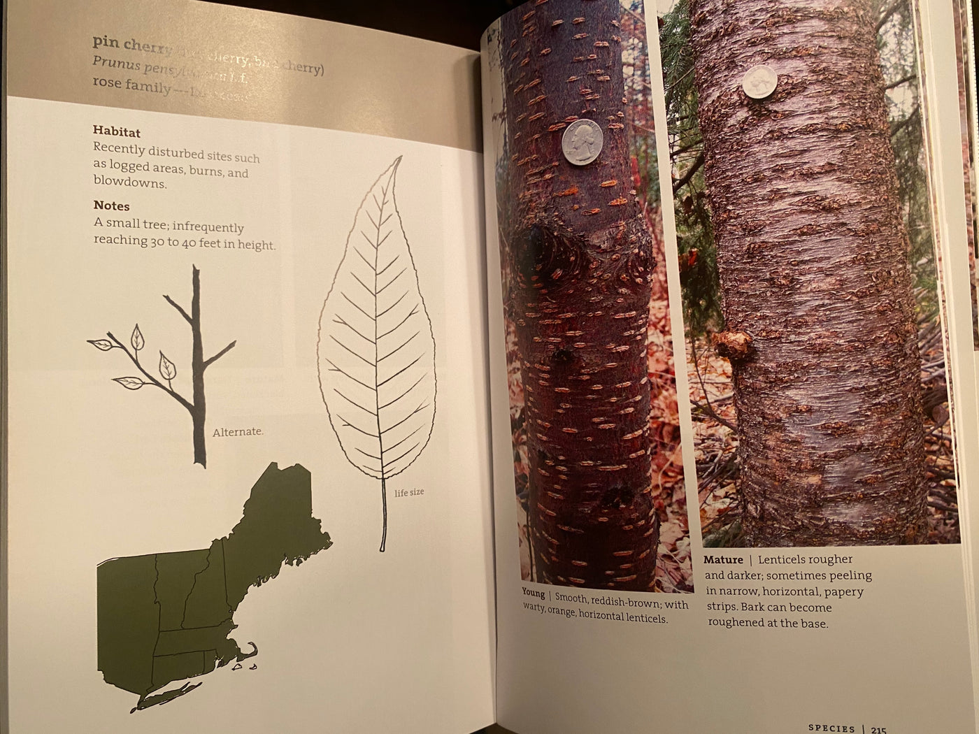 Bark: A Field Guide to Trees of the Northeast