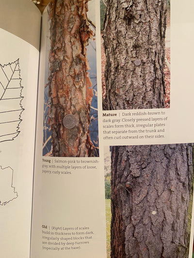 Bark: A Field Guide to Trees of the Northeast